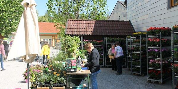 Kaumberger Pflanzenmarkt - Alles rund um den Garten