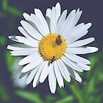 @ Ilaria Piras auf Pixabay