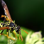 @ ulleo auf pixabay