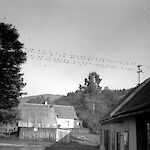 ID 218194 Ludwigshof (1960/65?), Besitzer und Urheber: Karnik