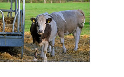 Titelbild von Maßnahmen gegen die Verbreitung der Maul- und Klauenseuche