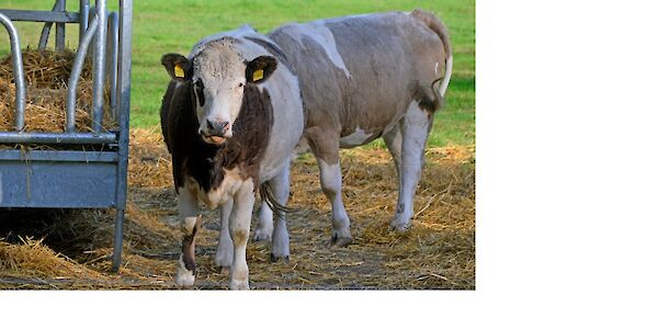 Maßnahmen gegen die Verbreitung der Maul- und Klauenseuche
