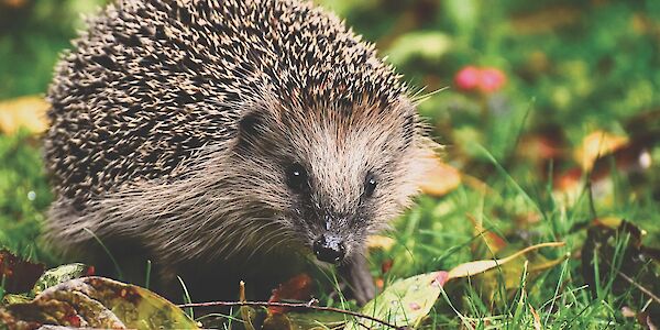 Igel sind gern gesehene Gartengäste, wenn wir ihnen den nötigen Lebensraum geben