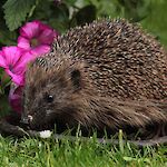 @oldiefan auf pixabay
