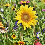 ralphsfotos auf pixabay.com