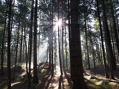 Titelbild von Wer den Wald betreten darf, was erlaubt ist und worauf man achten muss