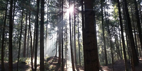 Wer den Wald betreten darf, was erlaubt ist und worauf man achten muss
