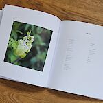 Das Foto der Knospe eines Engelswurz ist beim Triestingursprung in Kaumberg entstanden (Manuela Horny)