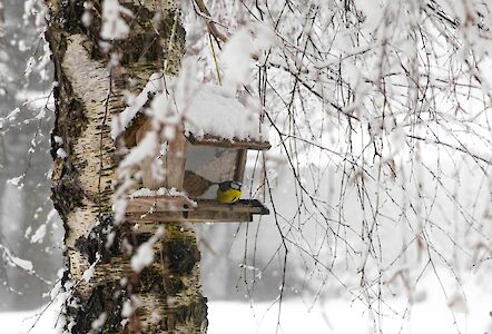 Titelbild von Aus dem Naturland Niederöstereich: Vögel richtig füttern