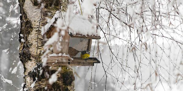 Aus dem Naturland Niederöstereich: Vögel richtig füttern