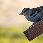 Waldemar Zielinski, Pixabay