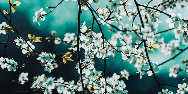 Es wird Frühling im Naturland