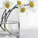 andreas N auf Pixabay