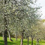 Matthias Böckel auf Pixabay