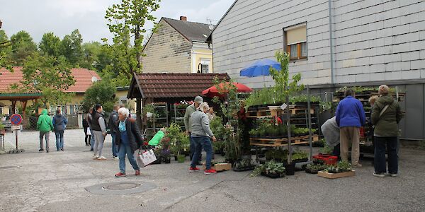 Kaumberger Pflanzenmarkt 2026 - Alles rund um den Garten