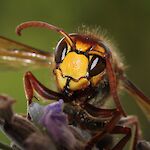 MelaniMarfeld