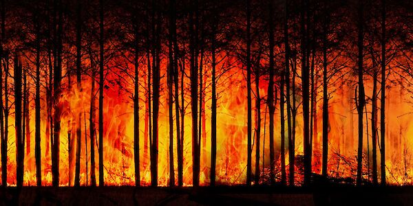 ACHTUNG: Trockenheit & Waldbrandgefahr!