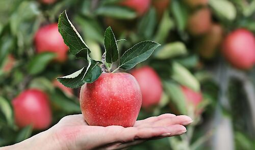 Titelbild von Absage: Obstbaumschnittkurs in Kaumberg