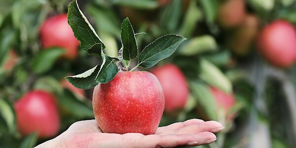 Absage: Obstbaumschnittkurs in Kaumberg
