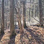 Bild 3 von Bilder vom Waldbrandeinsatz