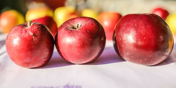 Obstbaumaktion & Obstbaumschnittkurse - jetzt informieren und buchen!