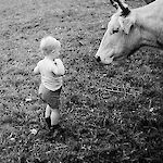 ID: 223211, Keine Angst vor den neugierigen Kühen (cirka 1957/58), Urheber: Fam. Pfeiffer, Besitzer: A. Pfeiffer