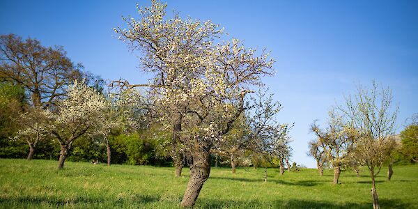 Obstbaumaktion 2023 - Bestellen Sie jetzt!