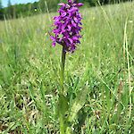 Breitblatt-Fingerwurz-dactylorhiza_majalis_BPWW/N. Novak