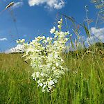 Knollen-Mädesüß-filipendula_vulgaris_BPWW/N. Novak