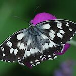 Schachbrettfalter-melanargia_galathea_Wikimedia Commons/Zeynel Cebeci CC BY-SA 3.0