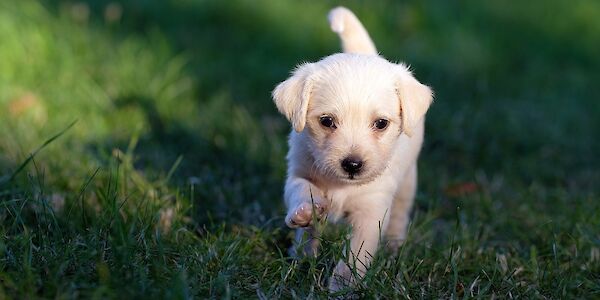 Änderung des NÖ Hundehaltegesetzes ab 1. Juni 2023