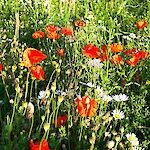 Blumenwiese im Rückhaltebecken Fahrafeld. Foto: Anna Maria Reischer
