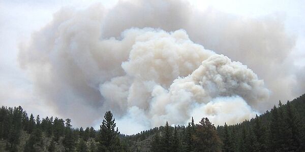 Waldbrandverordnung tritt mit sofortiger Wirkung in Kraft