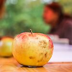 Auch heuer gibt es am Obstbaumtag des Biosphärenpark Wienerwald die Möglichkeit mitgebrachte Früchte aus dem Garten bestimmen zu lassen. Bitte dafür mindestens fünf typische Früchte von jedem Obstbaum mitbringen! Fotonachweis: BPWW/N. Novak