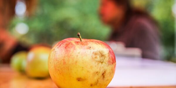 Das war der Obstbaumtag 2023